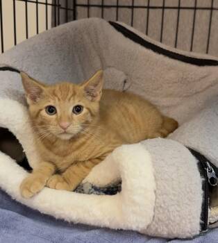 Snap -  Domestic Short Hair Cat for Adoption in Dale City, Virginia - Snap | PetCurious