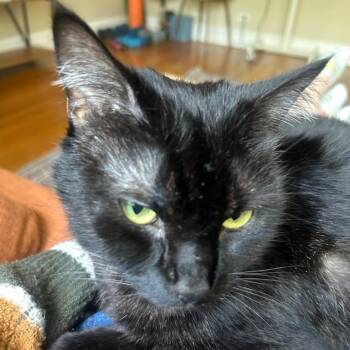 Warlock -  Domestic Short Hair Cat for Adoption in Evanston, Illinois - Warlock | PetCurious