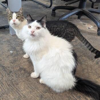 Poppy -  Domestic Long Hair Cat for Adoption in Chico, California - Poppy | PetCurious