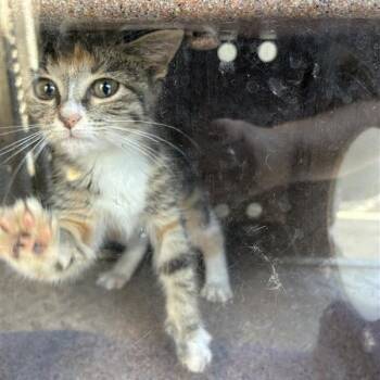 Young Link -  Domestic Short Hair Cat for Adoption in Greensboro, North Carolina - Young Link | PetCurious