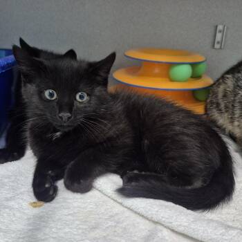 Gallon -  Domestic Short Hair Cat for Adoption in Newark, New Jersey - Gallon | PetCurious