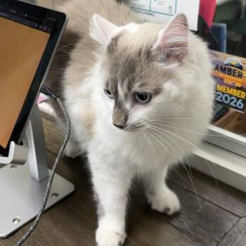 Valentino -  Domestic Long Hair Cat for Adoption in Falls Church, Virginia - Valentino | PetCurious