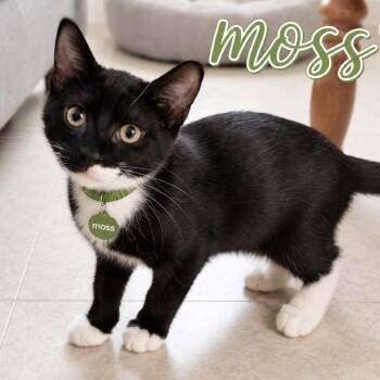 Moss -  Domestic Short Hair Cat for Adoption in Inman, South Carolina - Moss | PetCurious