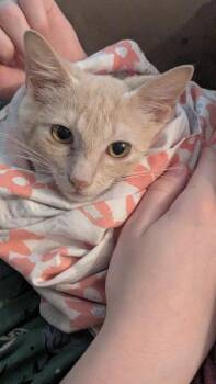 Sweet Tea -  Domestic Short Hair Cat for Adoption in Aurora, Colorado - Sweet Tea | PetCurious