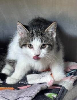 Rescue Domestic Short Hair Cats for Adoption in Cincinnati, Ohio - Baby Sitters Club | PetCurious