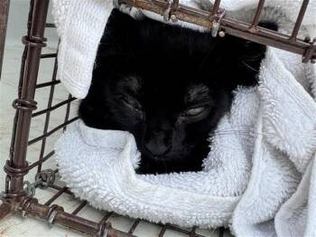 LIL TIGER -  Domestic Short Hair Cat for Adoption in Houston, Texas - LIL TIGER | PetCurious