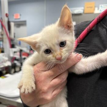 Domestic Medium Hair Cats Available for Adoption in Milton, Florida - Floaty | PetCurious
