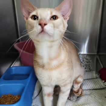 Solomon -  Domestic Short Hair Cat for Adoption in Valley, Alabama - Solomon | PetCurious