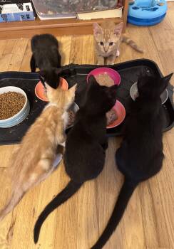 Wicketkeeper -  Domestic Short Hair Cat for Adoption in Trenton, New Jersey - Wicketkeeper | PetCurious