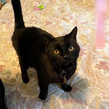 Domestic Short Hair Cats Available for Adoption - Astra | PetCurious