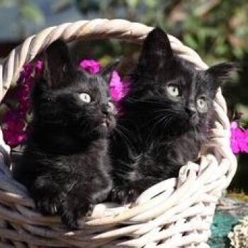 Domestic Short Hair Cats Available for Adoption in Santa Rosa, California - Fern (bonded With Fredo) | PetCurious