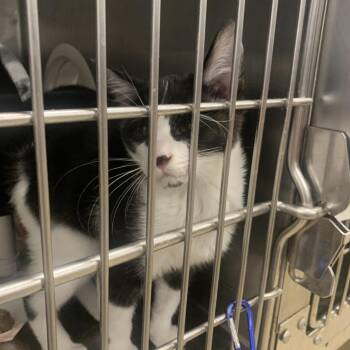 Bugsy -  Domestic Short Hair Cat for Adoption in West Palm Beach, Florida - Bugsy | PetCurious