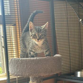 Nashville Chicken -  Domestic Short Hair Cat for Adoption in Dekalb, Illinois - Nashville Chicken | PetCurious