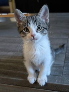 Domestic Short Hair Cats Available for Adoption in Plano, Texas - Peter A216623 | PetCurious