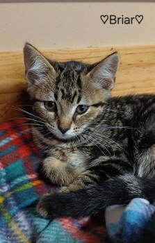 Rescue Tabby and Domestic Short Hair Cats for Adoption in Bay City, Michigan - Briar | PetCurious
