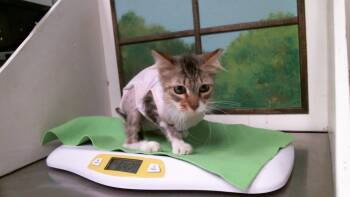 LUNA -  Domestic Long Hair and Domestic Short Hair Cat for Adoption in Houston, Texas - LUNA | PetCurious