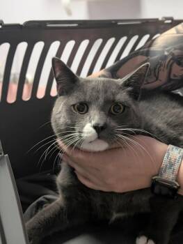 Timberlake -  Domestic Short Hair Cat Available for Adoption in New Braunfels, Texas - Timberlake | PetCurious