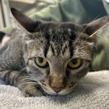 Domestic Short Hair Cats Available for Adoption - Meatball | PetCurious