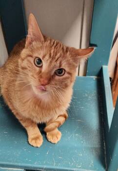 American Shorthair and Tabby Cats Available for Adoption - Odin | PetCurious