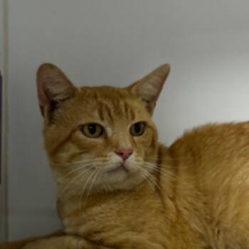 Ronnie -  Domestic Short Hair Cat for Adoption in Kennebunk, Maine - Ronnie | PetCurious