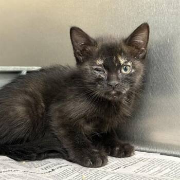 Domestic Short Hair Cats Available for Adoption in Las Vegas, Nevada - JELLY | PetCurious