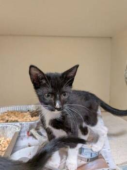 Rosencrantz [Purple] -  Domestic Short Hair Cat for Adoption in Chamblee, Georgia - Rosencrantz [Purple] | PetCurious