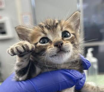 Rescue Domestic Short Hair Cats for Adoption in Dallas, Texas - RUMI | PetCurious