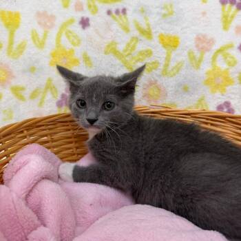 Lightening Mcqueen -  Domestic Short Hair Cat for Adoption in Riverwoods, Illinois - Lightening Mcqueen | PetCurious