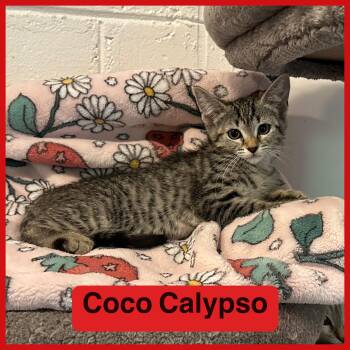 Rescue Domestic Short Hair Cats for Adoption in Miami, Florida - Coco Calypso | PetCurious