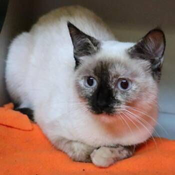 Lola -  Siamese Cat for Adoption in Sarasota, Florida - Lola | PetCurious