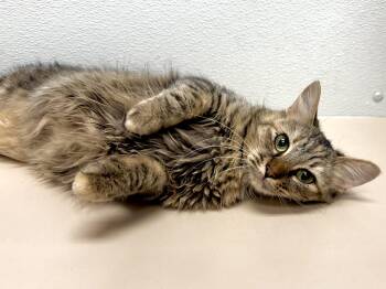 Rescue Tabby and Domestic Medium Hair Cats for Adoption in San Jose, California - Moana (social / Confident / Affectionate) | PetCurious