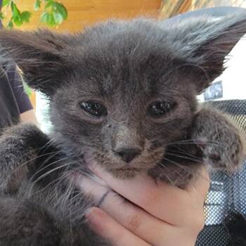 Elmer -  Domestic Short Hair Cat for Adoption in Buffalo, Wyoming - Elmer | PetCurious