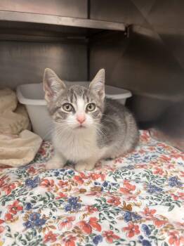 Jamie Marie -  Domestic Short Hair Cat for Adoption in Pomona, New York - Jamie Marie | PetCurious