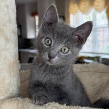Domestic Short Hair Cats Available for Adoption in Jupiter, Florida - Orzo | PetCurious