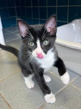 Domestic Short Hair Cats Available for Adoption in Honolulu, Hawaii - Plankton | PetCurious