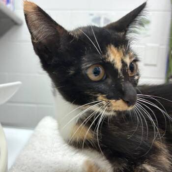 Boston -  Domestic Short Hair Cat for Adoption in Corpus Christi, Texas - Boston | PetCurious
