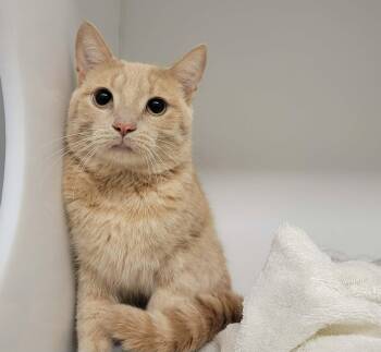 Kingston -  Domestic Short Hair Cat for Adoption in Delson, Quebec - Kingston | PetCurious