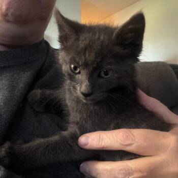 Male Grey Kitten Willingham -  Domestic Short Hair Cat for Adoption in Woodstock, Virginia - Male Grey Kitten Willingham | PetCurious