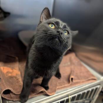 Rescue Domestic Short Hair Cats for Adoption in Cape Girardeau, Missouri - Beanie | PetCurious