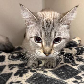 Freya -  Domestic Short Hair Cat for Adoption in Rifle, Colorado - Freya | PetCurious