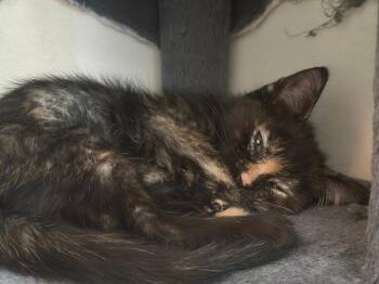Lucy -  Domestic Short Hair Cat Available for Adoption in Oceanside, California - Lucy | PetCurious