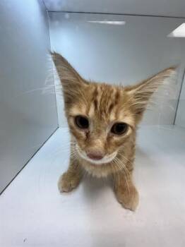 A1278231 -  Domestic Short Hair Cat for Adoption in Winter Haven, Florida - A1278231 | PetCurious