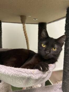 Rescue Domestic Short Hair Cats for Adoption in Batavia, Ohio - Jake | PetCurious