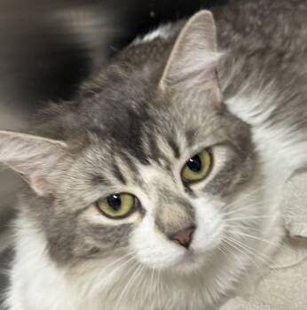 Domestic Short Hair Cats Available for Adoption in Chandler, Arizona - Tater Tot Daniels | PetCurious