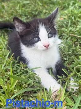 Pistachio 26 -  Tuxedo and Domestic Short Hair Cat for Adoption in Brookhaven, Mississippi - Pistachio 26 | PetCurious