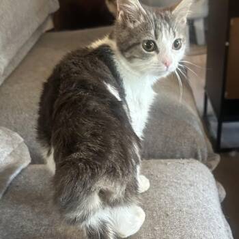 Hathaway -  Domestic Short Hair Cat for Adoption in Greenfield, Indiana - Hathaway | PetCurious
