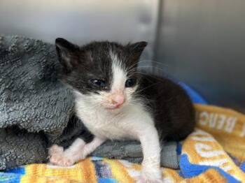 Coupon -  Domestic Short Hair Cat for Adoption in Gainesville, Florida - Coupon | PetCurious