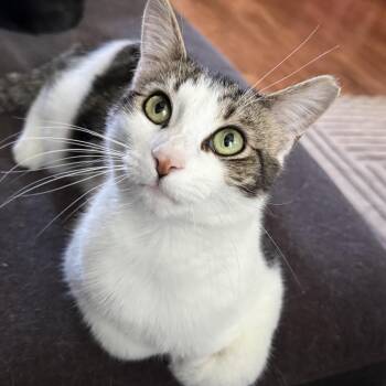 American Shorthair Cats Available for Adoption in Philadelphia, Pennsylvania - Lume | PetCurious