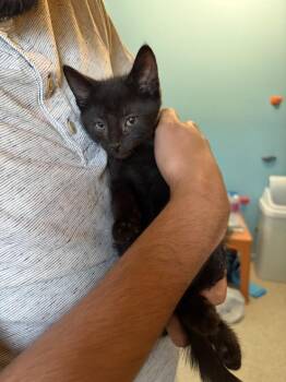 Domestic Short Hair Cats Available for Adoption - Antonio | PetCurious