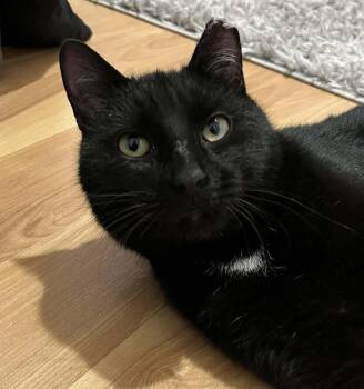 Domestic Short Hair Cats Available for Adoption in Chicago, Illinois - Boris Buck | PetCurious